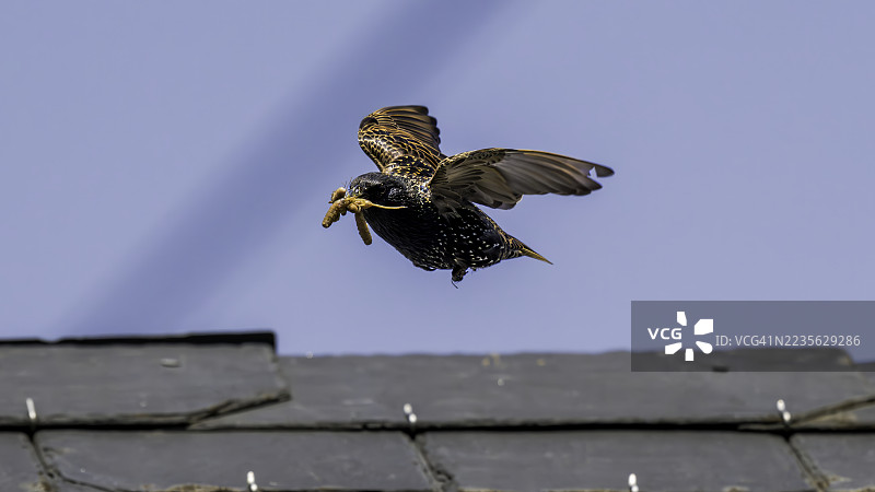 椋鸟嘴里叼着食物，在晴朗的蓝天下飞回巢穴图片素材