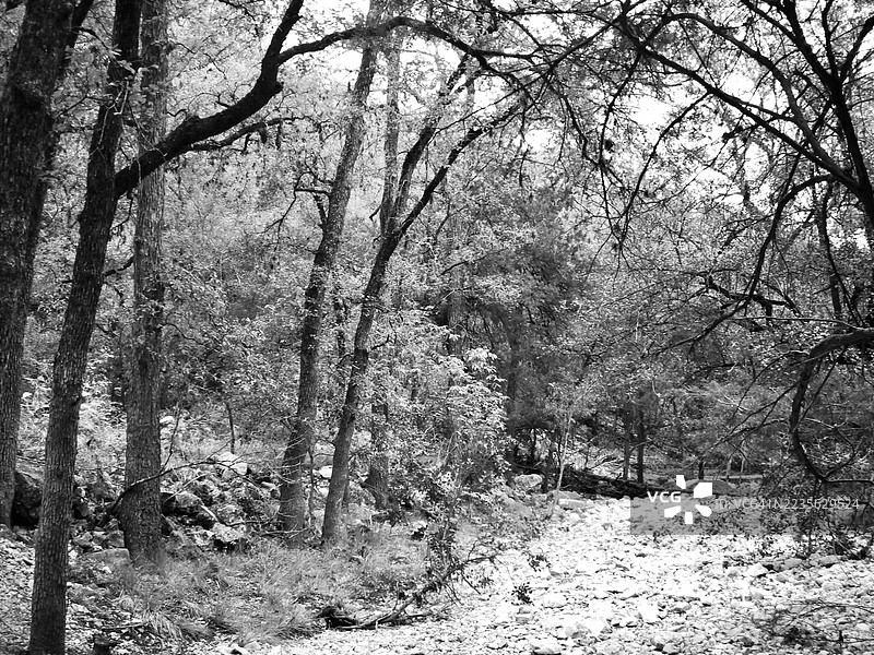 黑白森林风景，前景是干枯的岩石河床，展示了树木和树枝的密集程度，德克萨斯州新布朗费尔斯，美国图片素材