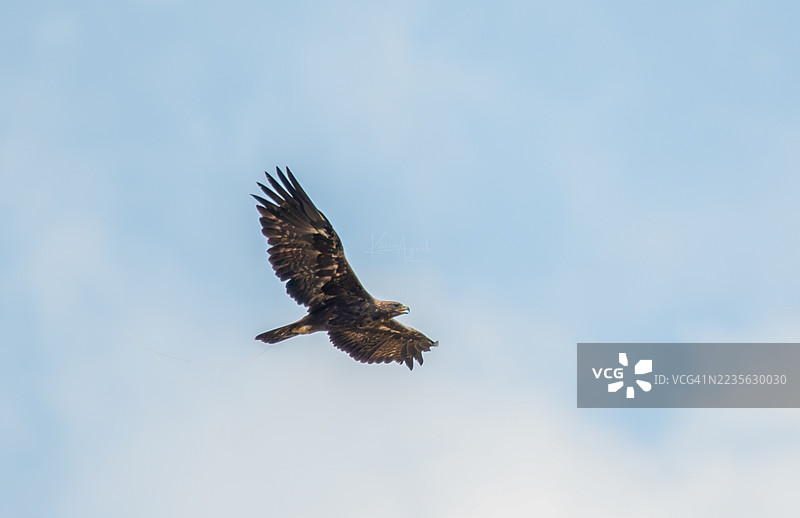 雄伟的鹰在明亮的蓝天和云朵中翱翔图片素材