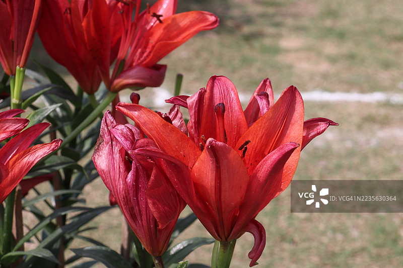 鲜艳的红色百合花盛开，展现出它们细腻的花瓣和丰富的色彩，置身于自然的户外环境中。图片素材