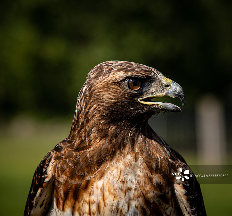 雄伟的鹰的特写侧面，目光犀利，背景为模糊的自然景色图片素材