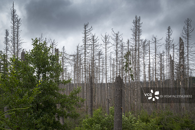 低角度视野的森林，死去的树木和阴暗多云的天空，象征着环境破坏和气候变化图片素材