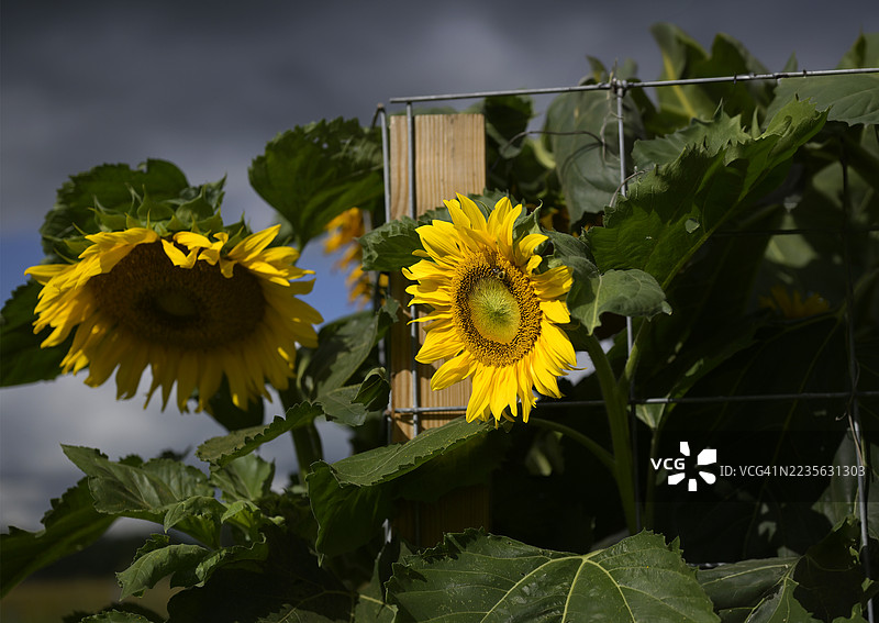 在戏剧性的天空下，鲜艳的向日葵盛开，展现了大自然的美丽。图片素材