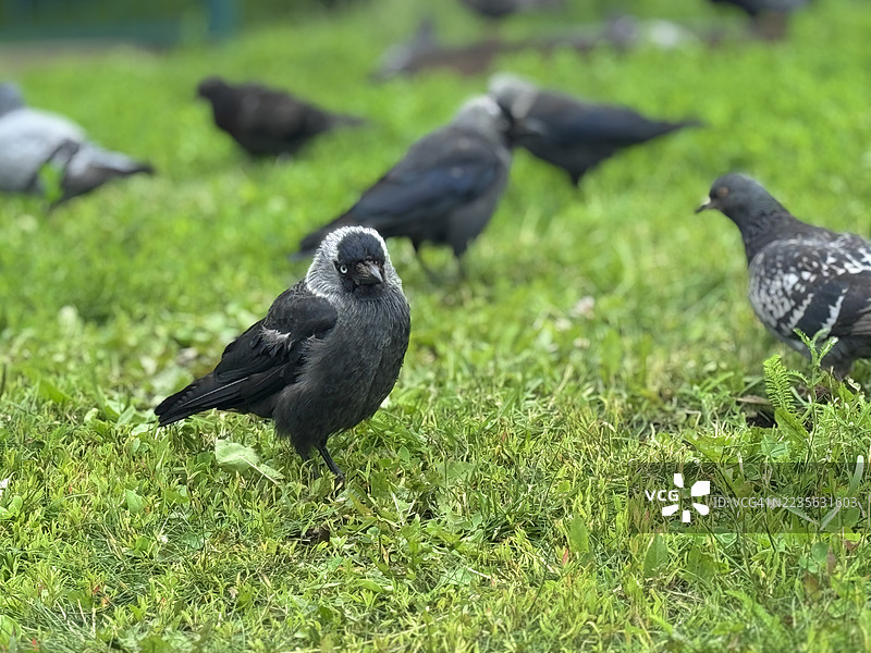 一群鸟，包括鸽子和乌鸦，在郁郁葱葱的草坪上觅食，画面为特写户外拍摄。图片素材