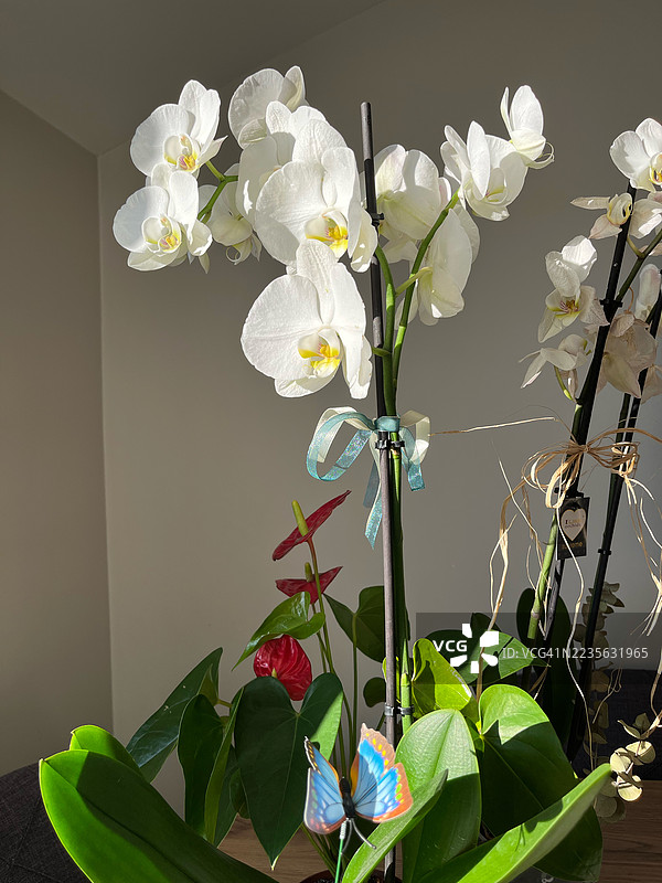 优雅的白色兰花和鲜艳的火鹤花在室内温暖的阳光下沐浴图片素材