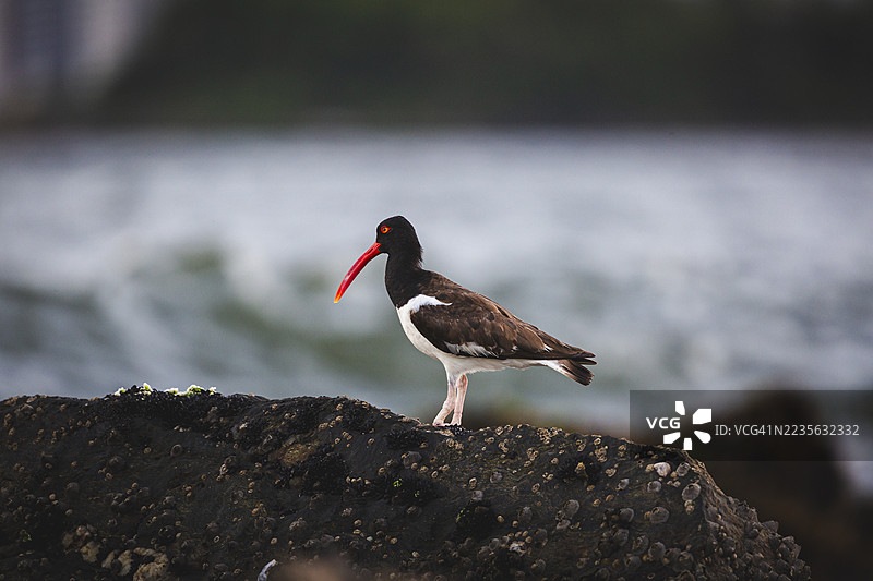 美国黑嘴鸥栖息在海边岩石上的特写镜头图片素材