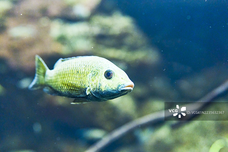 Ngara Flametail 孔雀鱼在水族箱中游泳图片素材