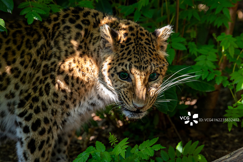 一只威严的豹子特写肖像，透过郁郁葱葱的绿叶，锐利的绿色眼睛在自然阳光下闪烁。图片素材