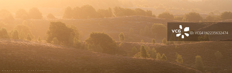 金色时光的光线照亮了宁静而朦胧的起伏山丘和零星树木的景观，唤起了一种宁静和自然之美，荷兰，波斯班克·雷登图片素材