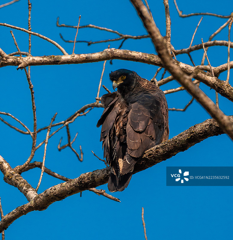 一只雄伟的黑色蛇雕栖息在光秃的树枝上，背景是生动的蓝天，展现出它强大的气场。图片素材