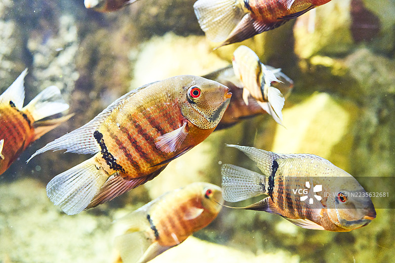 水族箱中的塞维鲁姆鱼，水下生物生活图片素材