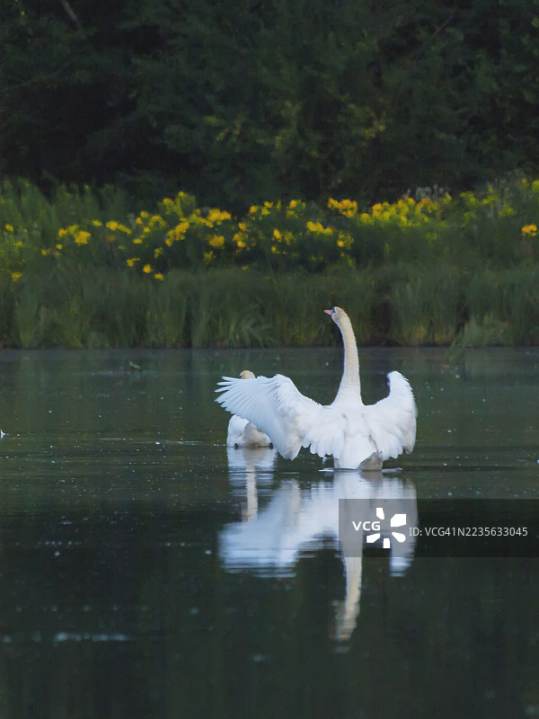 优雅的天鹅在宁静的湖面上伸展翅膀，黄昏时分在平静的水面上映出它的美丽。图片素材