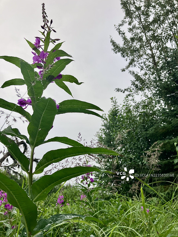 鲜艳的紫色火绒草花朵向多云的天空伸展，从低角度拍摄，周围环绕着郁郁葱葱的绿叶。图片素材