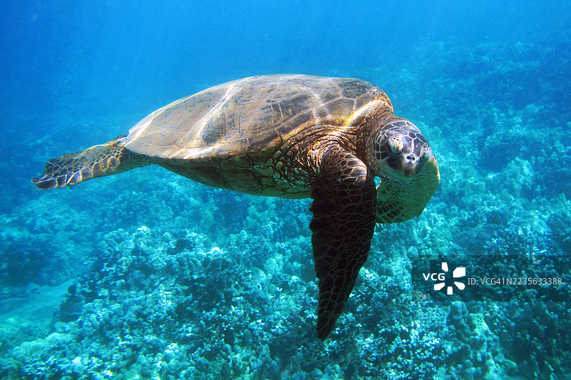 雄伟的海龟在清澈的海水中优雅地穿梭于色彩斑斓的珊瑚礁之间图片素材