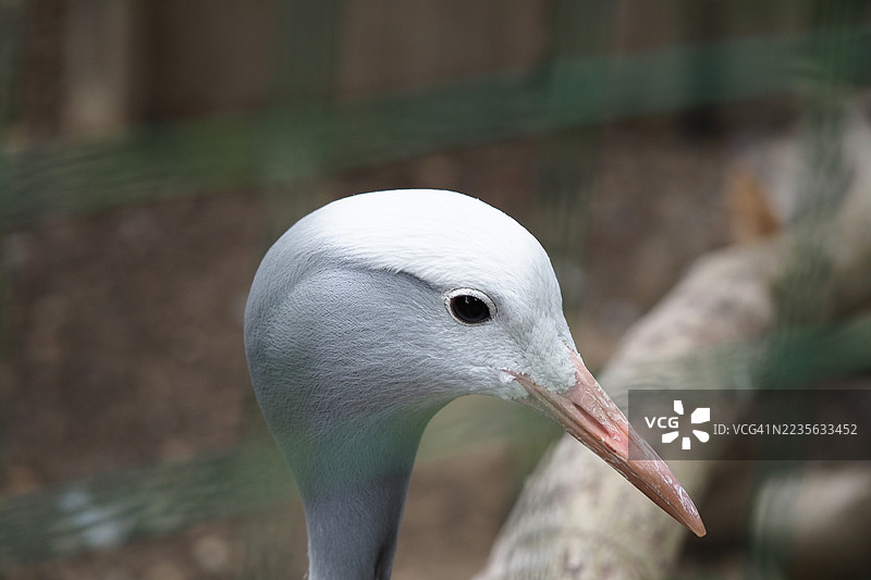 蓝鹤的头部和颈部特写，背景柔和模糊图片素材