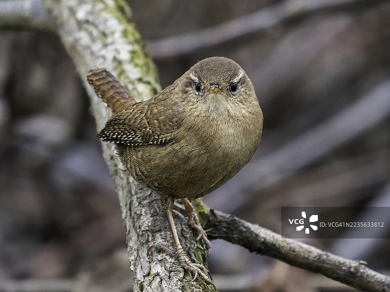 一只小巧的欧亚鹪鹩特写，栖息在树枝上，直接看向镜头图片素材