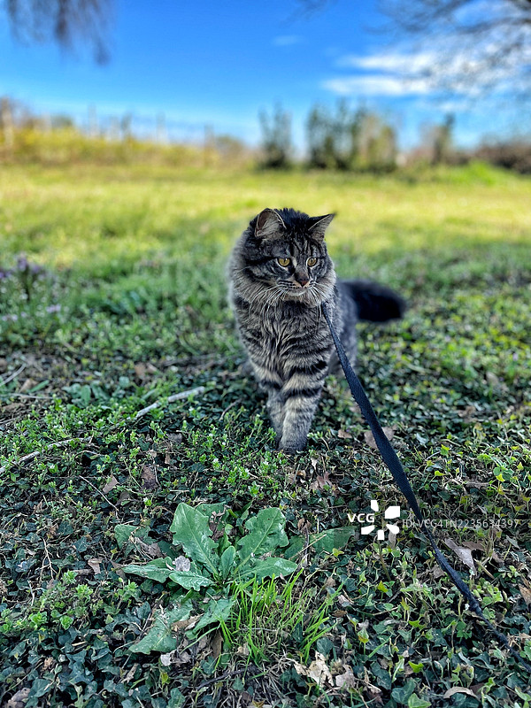 威风凛凛的长毛虎斑猫在牵引绳上探索一片生机勃勃的绿色田野，蓝天晴朗。图片素材