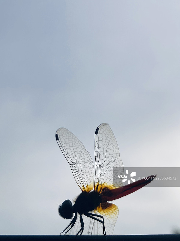 蜻蜓的剪影特写，透明的翅膀映衬在明亮的天空中图片素材