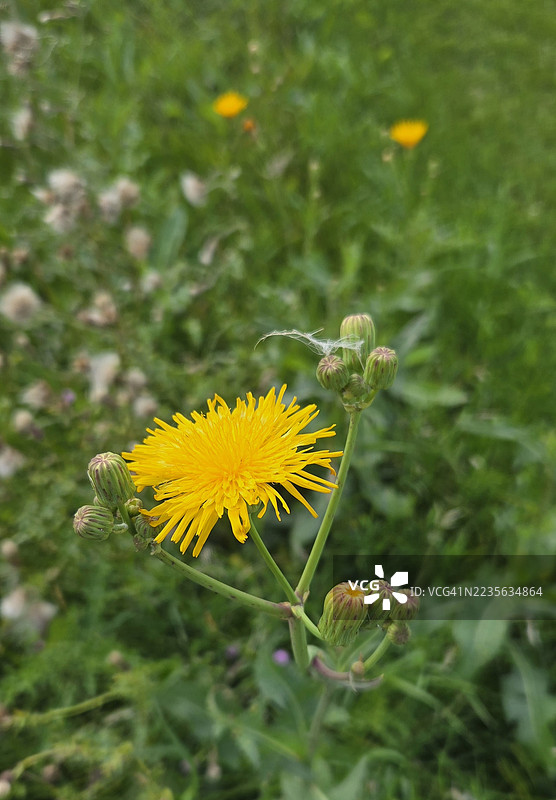 在阳光明媚的日子里，鲜艳的黄色花朵在郁郁葱葱的绿色田野中绽放。图片素材