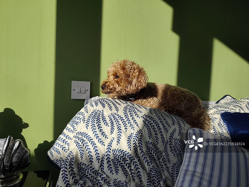 一只可爱的贵宾犬在阳光下，放松地躺在图案毯子上，旁边是一面明亮的绿色墙壁。图片素材