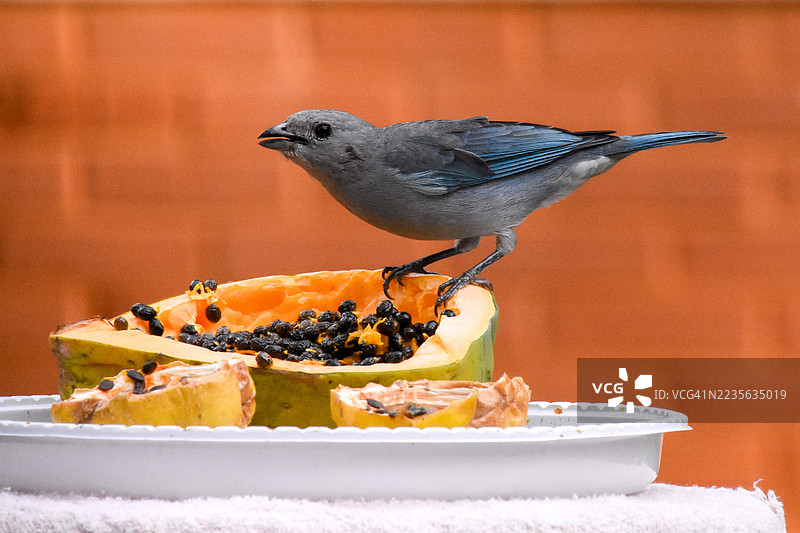 蓝灰色的唐纳雀栖息在木瓜果实喂鸟器上，享受户外美餐图片素材