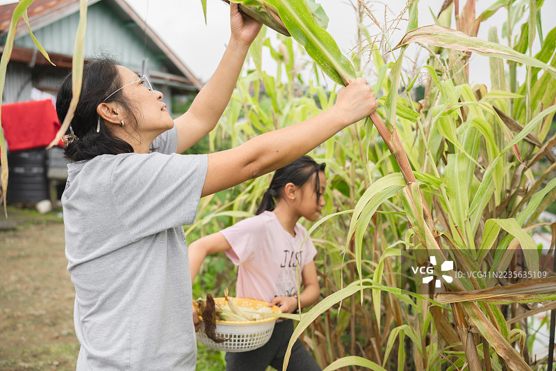母女在乡村农场一起收获新鲜玉米图片素材