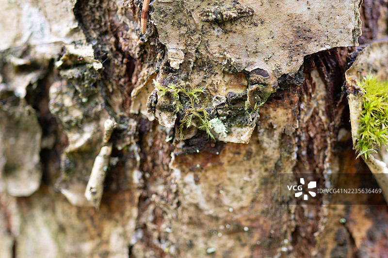 活生生的桦树上长着苔藓，树皮正从树上剥落图片素材
