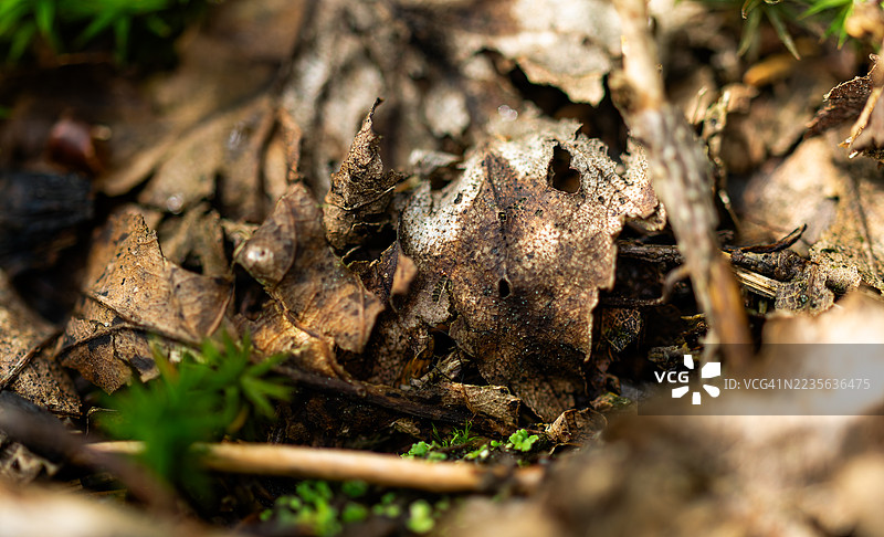 许多棕色和灰色的落叶正在干枯，为森林中的昆虫铺就了美丽的地面。图片素材