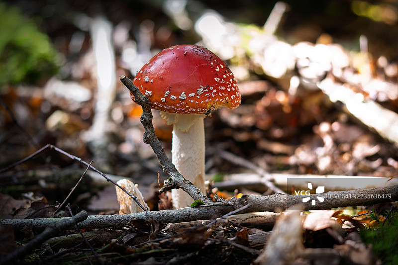 红色的毒蝇伞帽檐上停着一只苍蝇访客图片素材