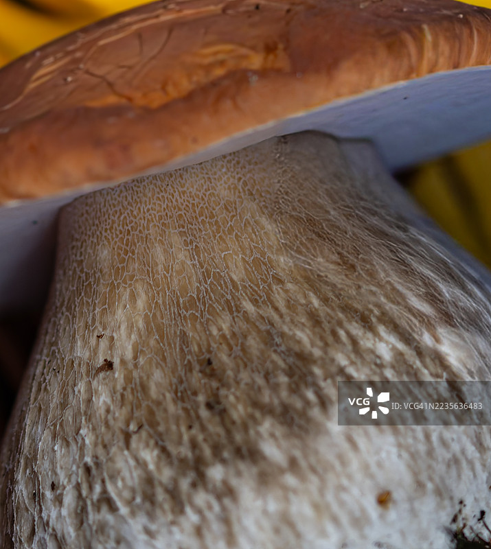 这种牛肝菌有着漂亮的纹路，看起来像一个诱人的面包，但它有一个粗壮的菌柄，这次可能不宜食用图片素材