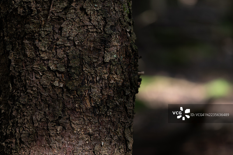 每棵树的树皮都有其独特的纹理图片素材