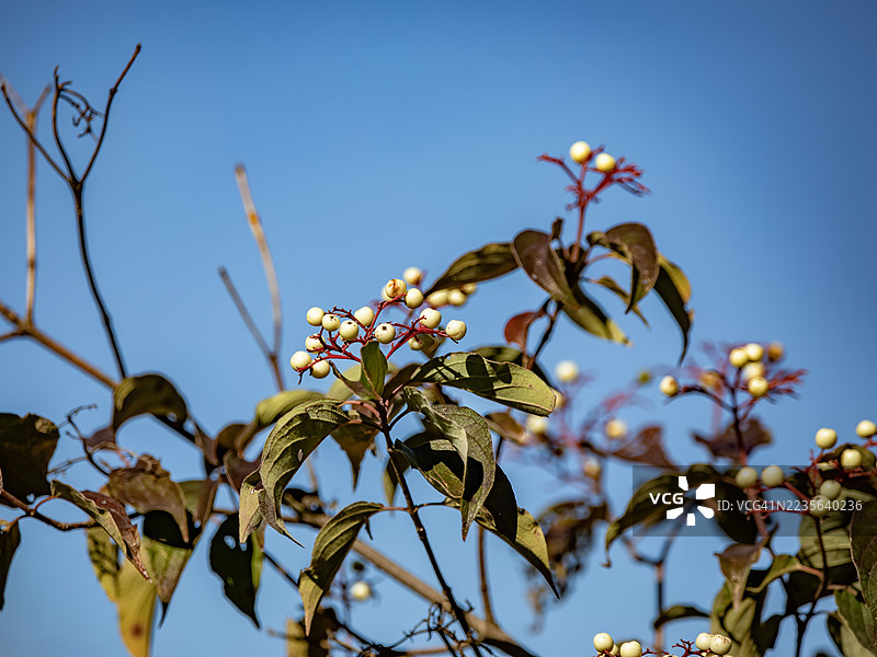 北方沼泽山茱萸果图片素材