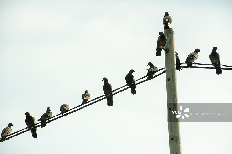 鸟儿栖息在电线上，背景是晴朗的蓝天图片素材