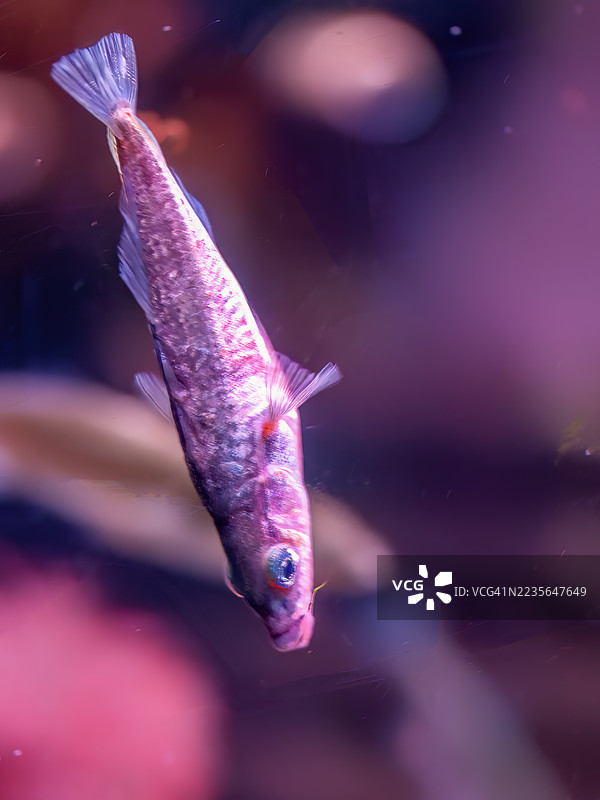 三刺鱼图片素材