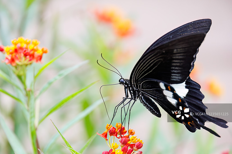 红色海伦蝶，学名 Papilio helenus。燕尾蝶。正在吸食蓝花丹的花蜜。日本静冈县南伊豆町加茂地区中木港 - 2025年7月12日图片素材