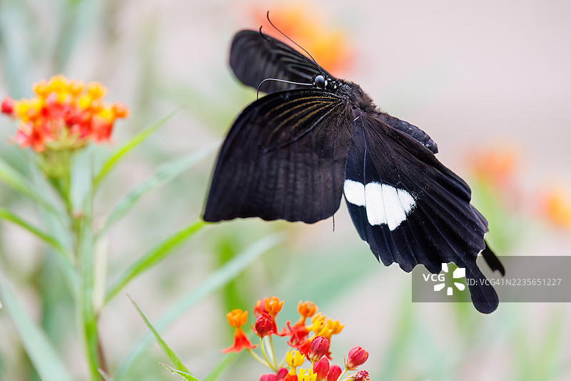 红色海伦蝶，学名Papilio helenus。燕尾蝶。正在吸食蓝花丹的花蜜。日本静冈县南伊豆町加茂地区中木港 - 2025年7月12日图片素材
