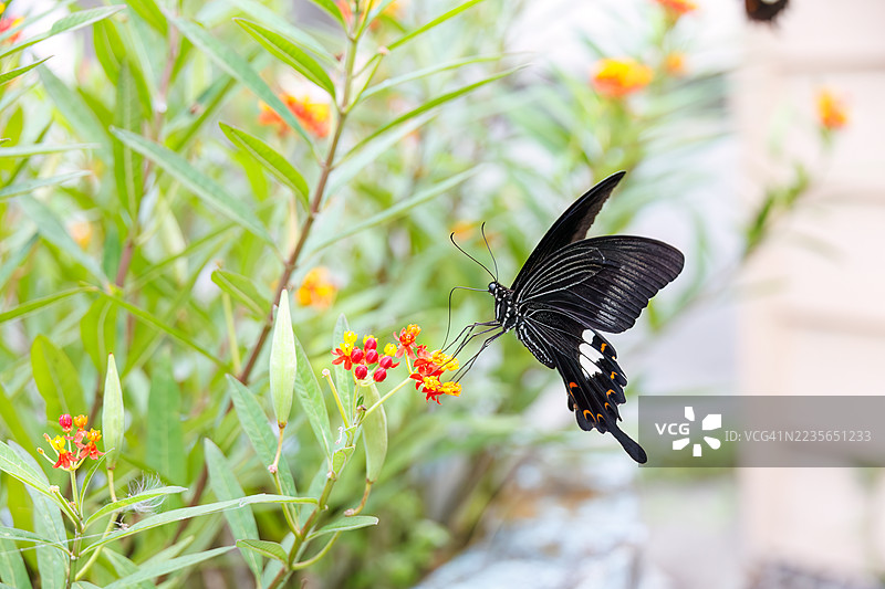 红色海伦蝶，学名 Papilio helenus。燕尾蝶。正在吸食蓝花丹的花蜜。日本静冈县下田市中木港，2025年7月12日。图片素材
