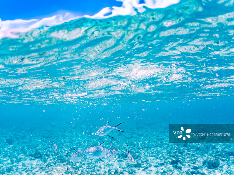 美丽的小斑点飞鱼,Trachinotus baillonii,栖息在美丽的白色沙滩上。半水面摄影。一群热带鱼。美丽的珊瑚礁和游泳的人们。Gahi岛,座间味岛,慶良間群岛,岛尻郡,冲绳 - 2025图片素材