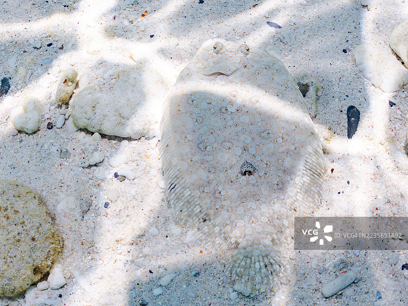 豹鲽,学名:Bothus pantherinus。一群热带鱼。美丽的珊瑚礁和游泳的人们。加希岛,座间味岛,慶良間群岛,岛尻郡,冲绳,日本 - 2025年6月29日图片素材