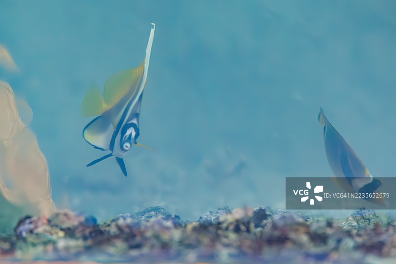 美丽的长鳍旗鱼,标志性珊瑚鱼(Heniochus acuminatus)。浣熊蝴蝶鱼,Chaetodon lunula。在港口游泳。一群热带鱼。美丽的珊瑚礁和游泳的人们。座间味港,座间味岛,庆良间群岛,2025年。图片素材