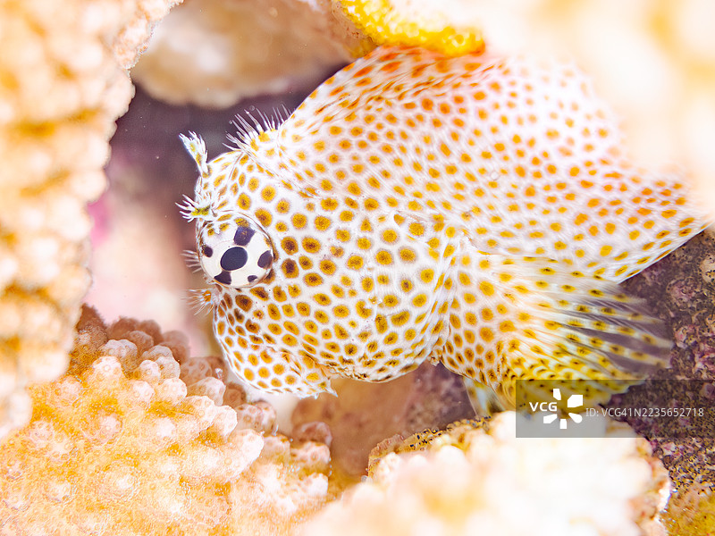 豹鳗鱼,Exallias brevis。一群热带鱼。美丽的珊瑚礁和游泳的人们。阿穆罗岛,座间味岛,庆良间群岛,岛尻郡,冲绳 - 2025年6月30日图片素材