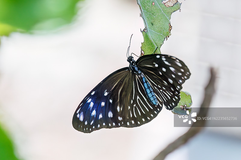 条纹蓝乌鸦，Euploea mulciber。蝴蝶。热带天堂般的偏远岛屿。座间味港，座间味岛，慶良間群岛，岛尻郡，冲绳 - 2025年6月30日图片素材