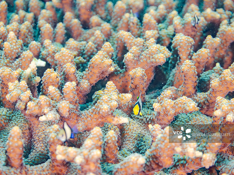 斜纹蝶鱼,三带蝶鱼,网状达斯基尔鱼,达斯基尔鱼,三斑达斯基尔鱼,桌状珊瑚,孤立珊瑚,及其他。鱼群。平藏海滩,中木港,南伊豆,伊豆半岛。图片素材