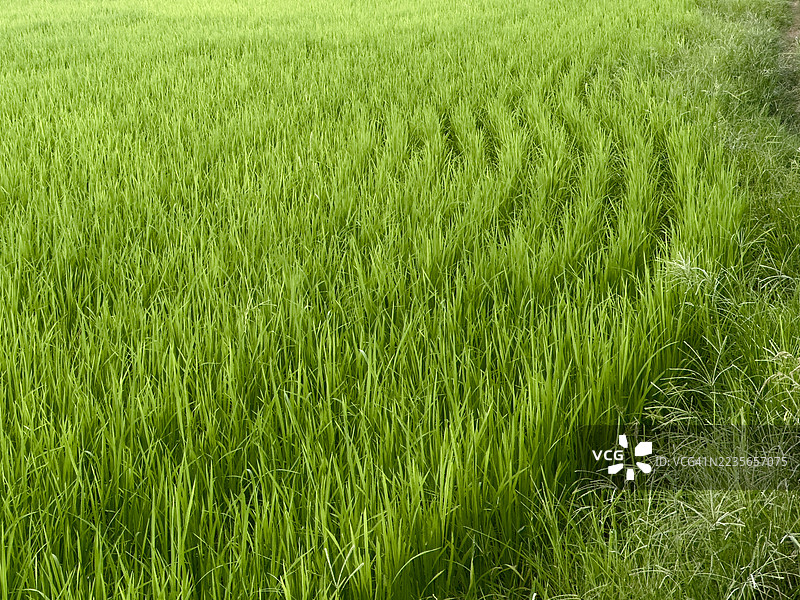稻田图片素材
