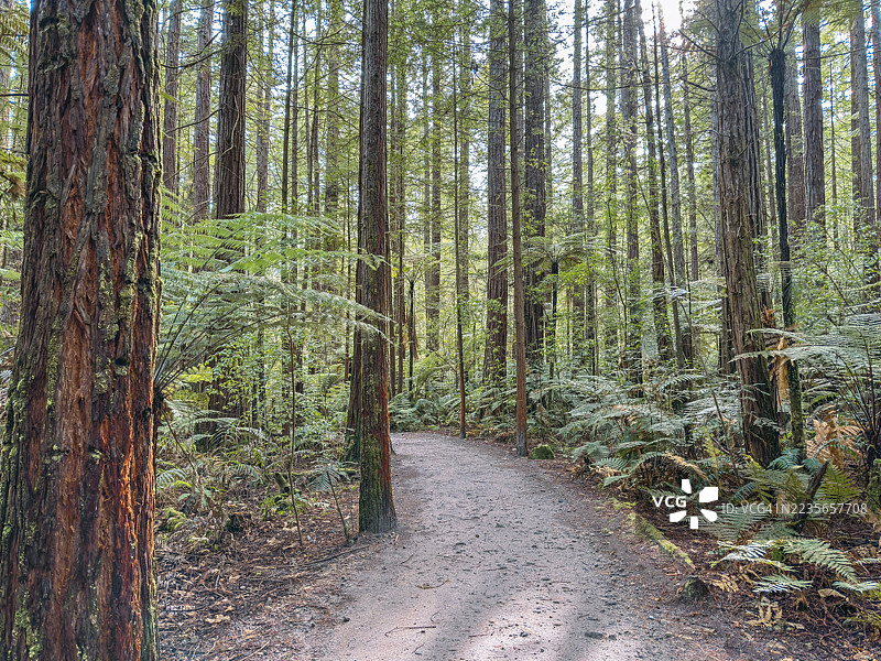 在新西兰红木森林中漫步图片素材