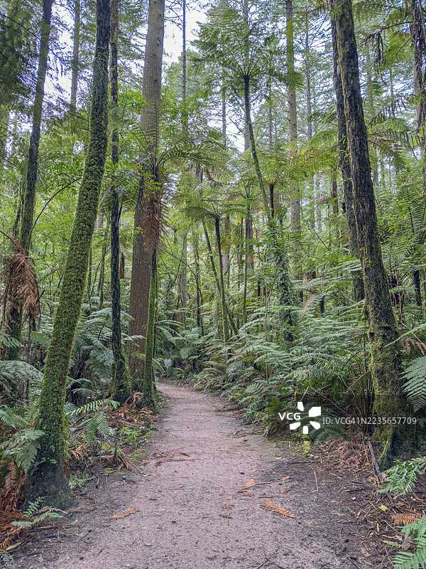 新西兰的森林漫步图片素材