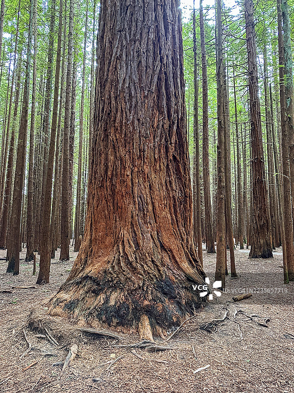 新西兰红木森林中的大树图片素材