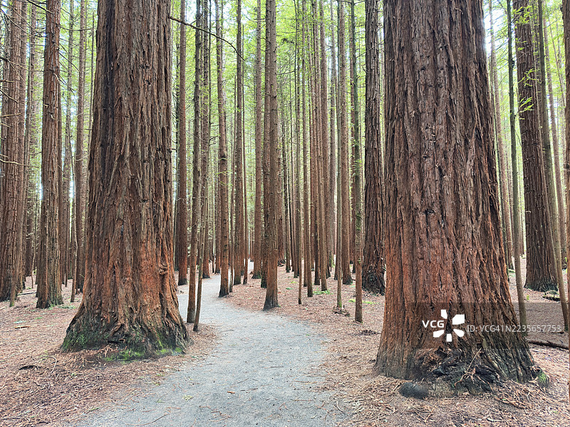 新西兰罗托鲁瓦的红木森林图片素材