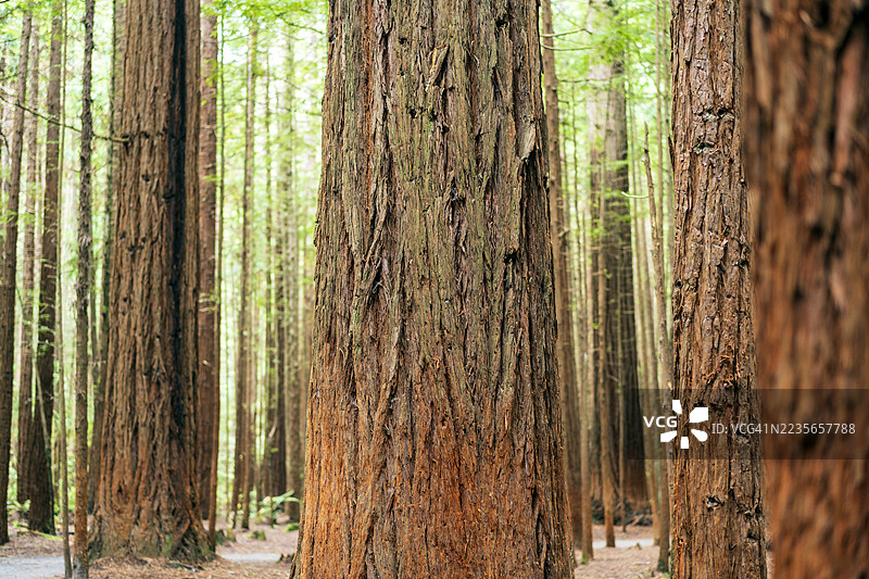 新西兰红木森林图片素材