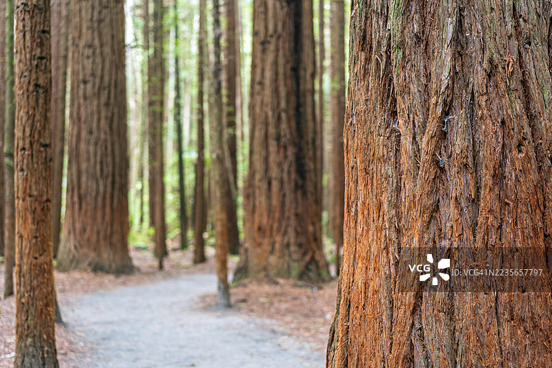 新西兰红木森林图片素材